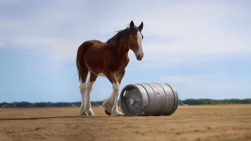 Best Super Bowl commercials from 2025: Watch last year’s top 10 ads
